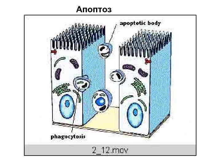 Апоптоз 