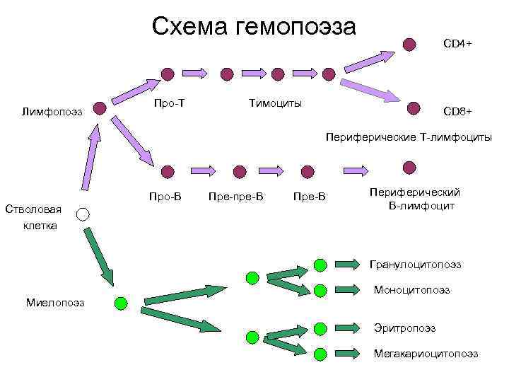 Схема гемопоэза Лимфопоэз Про-Т CD 4+ Тимоциты CD 8+ Периферические Т-лимфоциты Про-В Стволовая клетка