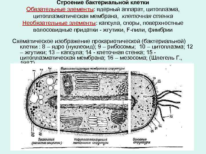 Строение бактериальной клетки Обязательные элементы: ядерный аппарат, цитоплазматическая мембрана, клеточная стенка Необязательные элементы: капсула,