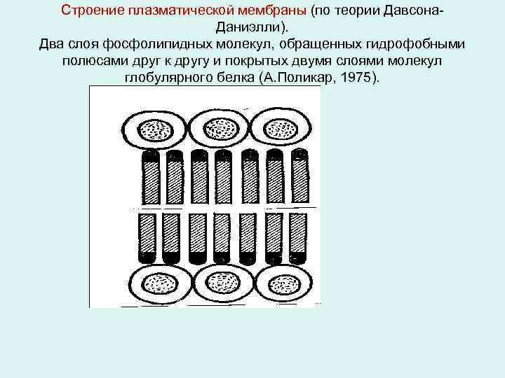 Строение плазматической мембраны (по теории Давсона. Даниэлли). Два слоя фосфолипидных молекул, обращенных гидрофобными полюсами