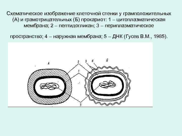 Схематическое изображение клеточной стенки у грамположительных (А) и грамотрицательных (Б) прокариот: 1 – цитоплазматическая