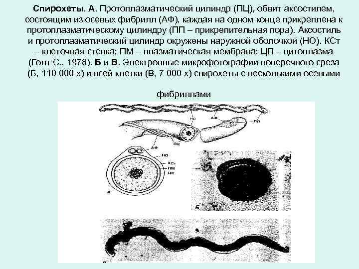 Спирохеты. А. Протоплазматический цилиндр (ПЦ), обвит аксостилем, состоящим из осевых фибрилл (АФ), каждая на