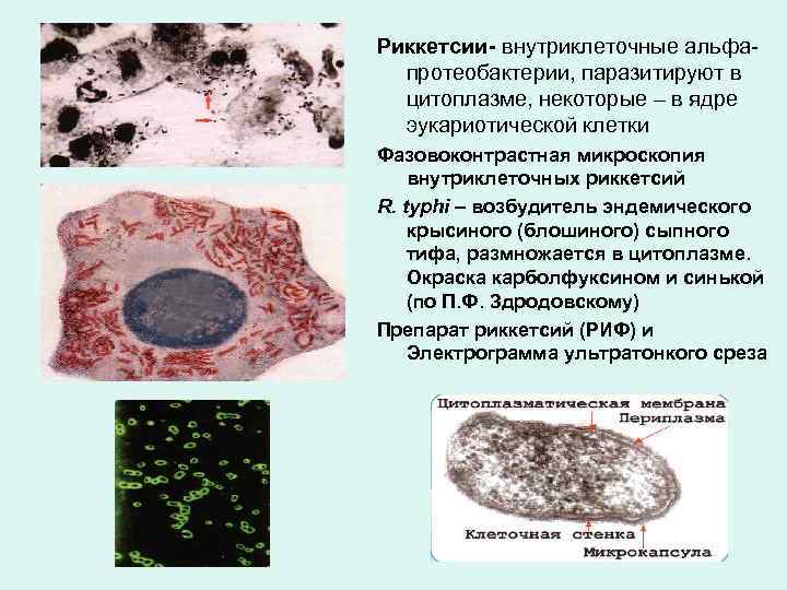 Риккетсии- внутриклеточные альфапротеобактерии, паразитируют в цитоплазме, некоторые – в ядре эукариотической клетки Фазовоконтрастная микроскопия