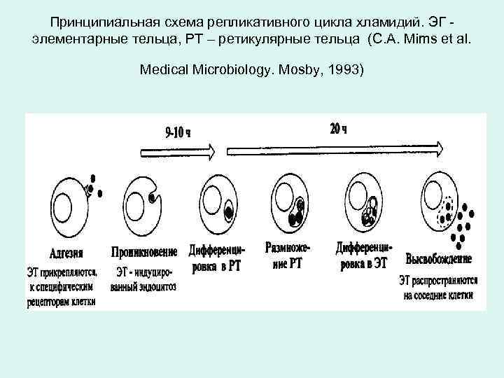 Принципиальная схема репликативного цикла хламидий. ЭГ элементарные тельца, РТ – ретикулярные тельца (C. A.