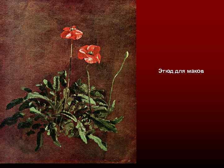 Этюд для маков 