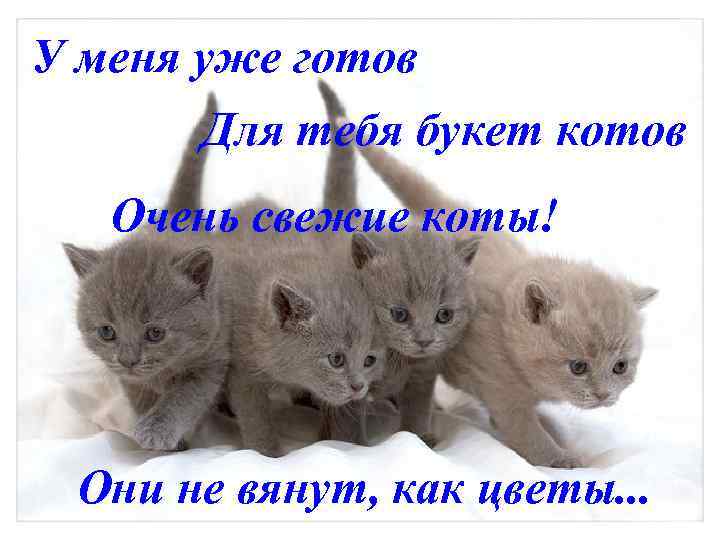 У меня уже готов Для тебя букет котов Очень свежие коты! Они не вянут,