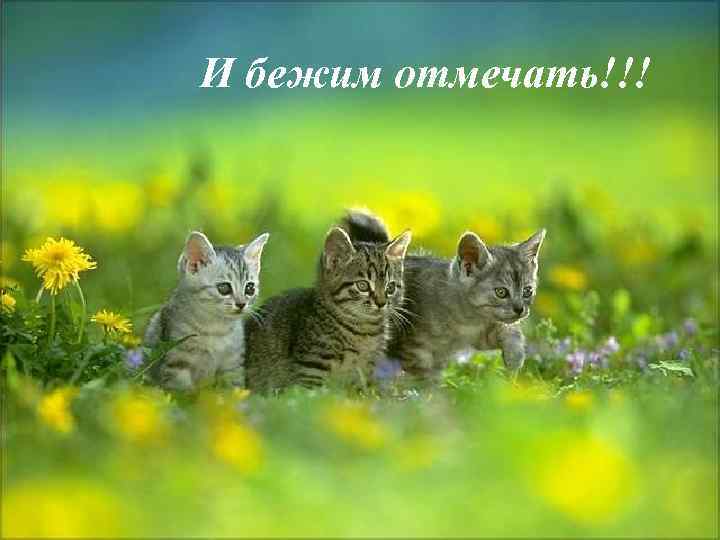И бежим отмечать!!! 
