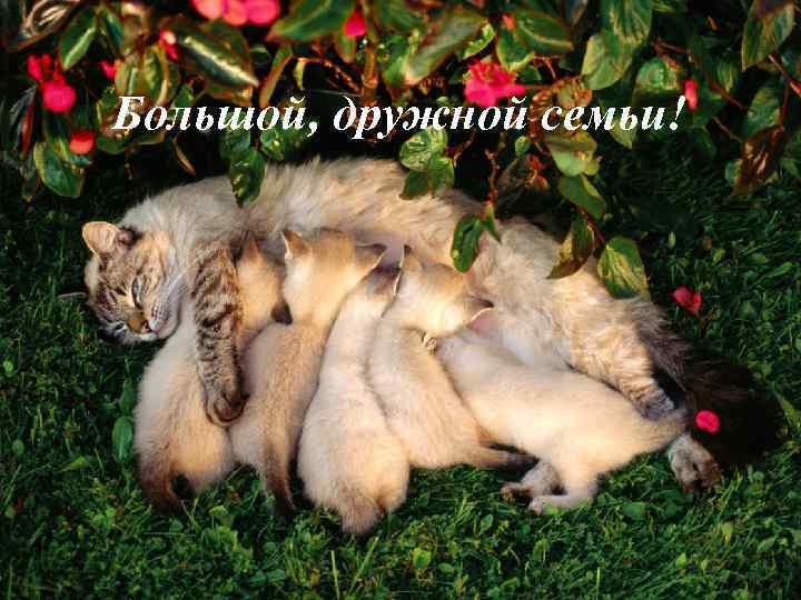 Большой, дружной семьи! 