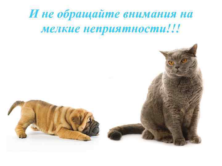 И не обращайте внимания на мелкие неприятности!!! 