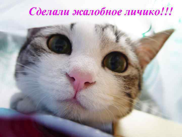 Сделали жалобное личико!!! 