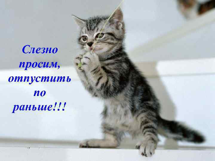 Слезно просим, отпустить по раньше!!! 