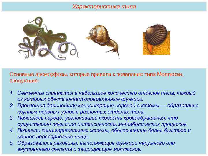 Характеристика типа Основные ароморфозы, которые привели к появлению типа Моллюски, следующие: 1. Сегменты сливаются