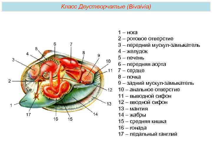 Назовите систему органов моллюска изображенную на рисунке а под 2 номером