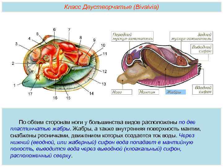 Класс Двустворчатые (Bivalvia) По обеим сторонам ноги у большинства видов расположены по две пластинчатые
