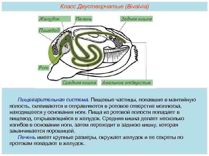Класс Двустворчатые (Bivalvia) Пищеварительная система. Пищевые частицы, попавшие в мантийную полость, склеиваются и отправляются