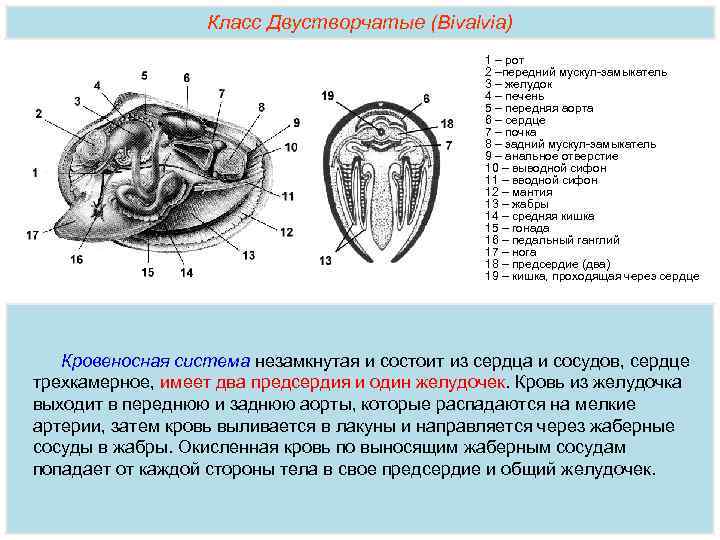 Класс Двустворчатые (Bivalvia) 1 – рот 2 –передний мускул-замыкатель 3 – желудок 4 –