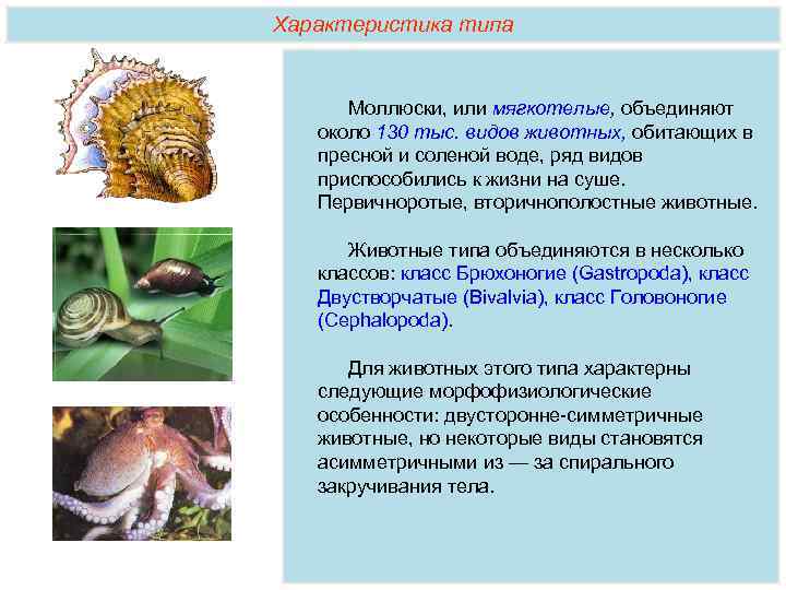 Характеристика типа Моллюски, или мягкотелые, объединяют около 130 тыс. видов животных, обитающих в пресной