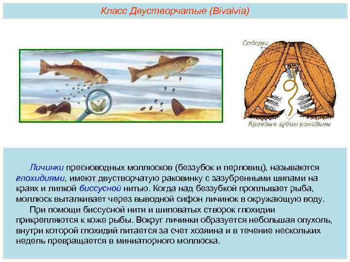 Рыба горчак и двустворчатый моллюск. Беззубка паразитирует на рыбах. Беззубка моллюск глохидий. Глохидий жизненный цикл. На рыбах паразитируют личинки моллюсков.