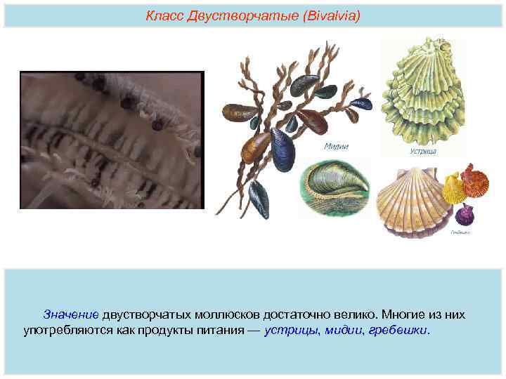 Класс Двустворчатые (Bivalvia) Значение двустворчатых моллюсков достаточно велико. Многие из них употребляются как продукты