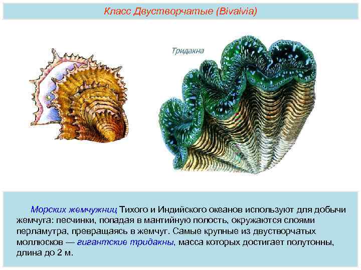 Двустворчатые моллюски кратко