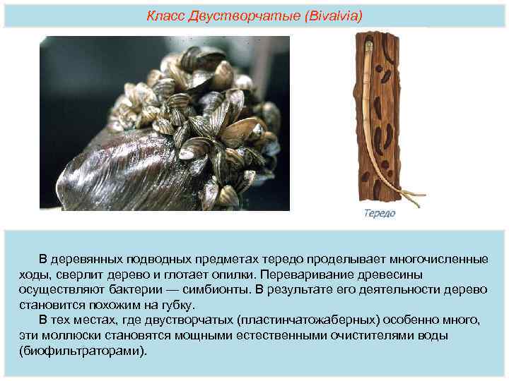 Класс Двустворчатые (Bivalvia) В деревянных подводных предметах тередо проделывает многочисленные ходы, сверлит дерево и