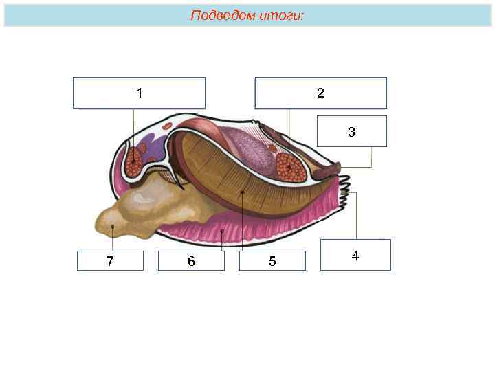 Подведем итоги: 1 2 3 7 6 5 4 
