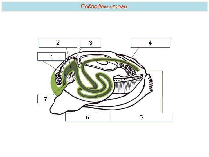 Подведем итоги: 2 3 4 1 7 6 5 