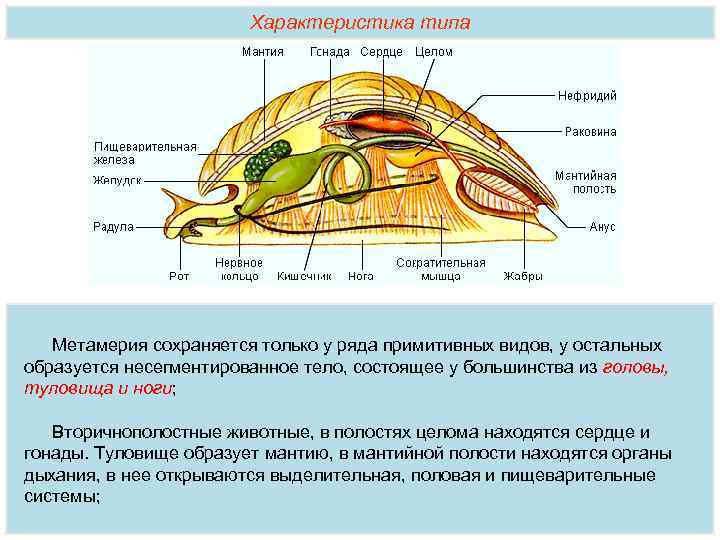 Раковина выполняет функцию. Строение мантийной полости моллюска. Полость тела моллюсков:полость тела моллюсков. Боконервные моллюски внутреннее строение. Мантийная полость это пространство.