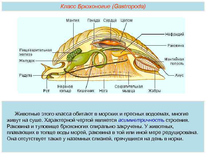 Класс Брюхоногие (Gastropoda) Животные этого класса обитают в морских и пресных водоемах, многие живут