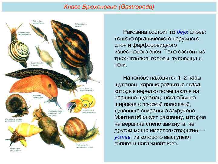 Характеристика брюхоногих