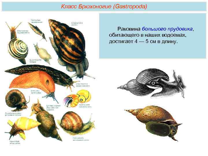 Класс Брюхоногие (Gastropoda) Раковина большого прудовика, обитающего в наших водоемах, достигает 4 — 5