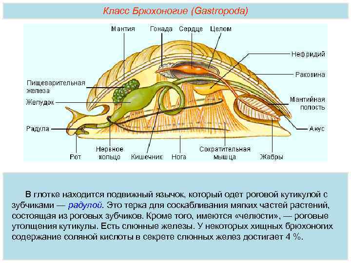 Класс Брюхоногие (Gastropoda) В глотке находится подвижный язычок, который одет роговой кутикулой с зубчиками
