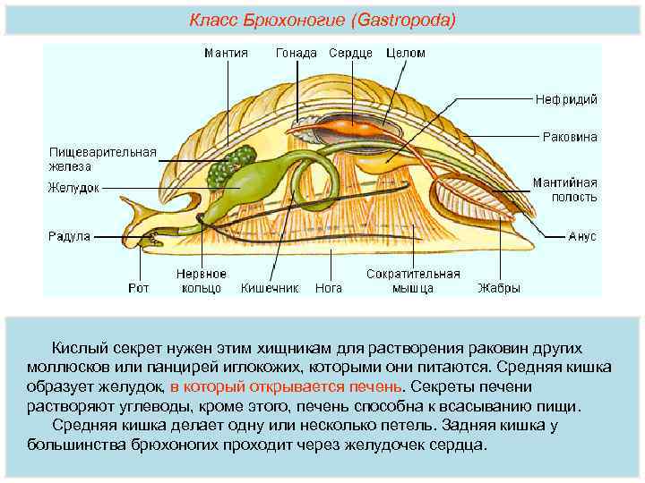Класс Брюхоногие (Gastropoda) Кислый секрет нужен этим хищникам для растворения раковин других моллюсков или