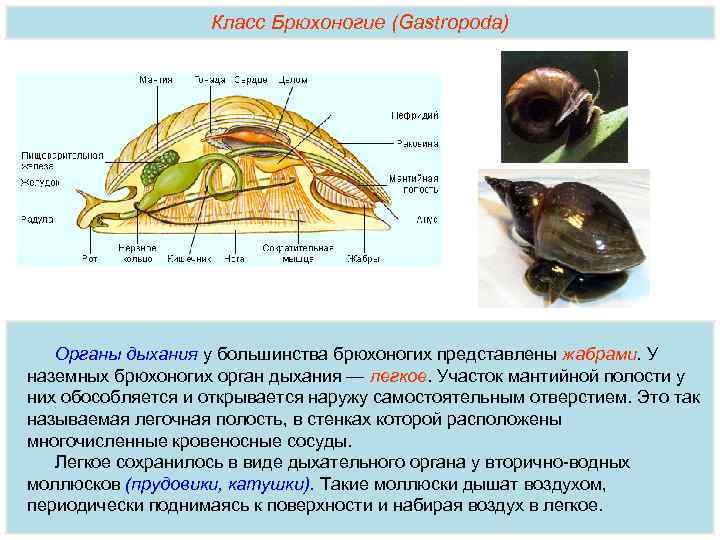 Полость тела моллюсков вторичная. Брюхоногие строение мантийная полость. Общая характеристика брюхоногих моллюсков. Брюхоногие моллюски дышат. ЕГЭ биология брюхоногие моллюски.