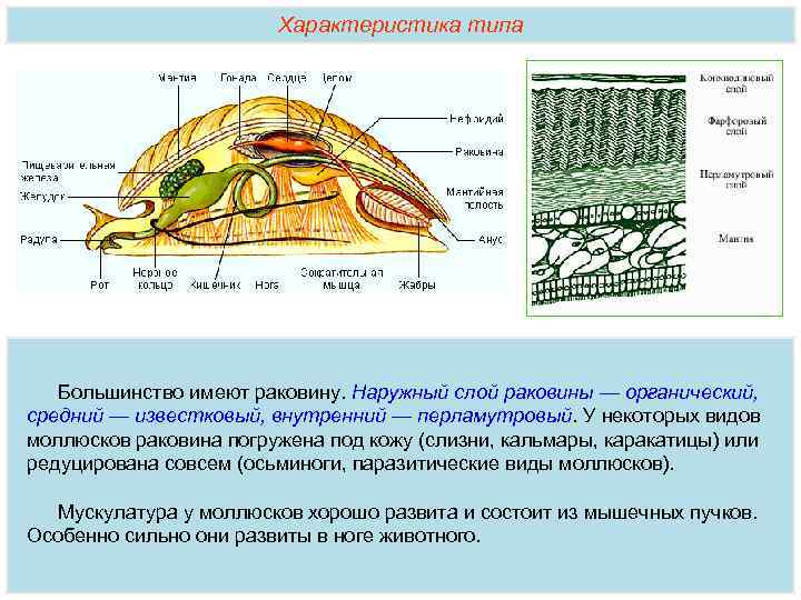 Характеристика типа Большинство имеют раковину. Наружный слой раковины — органический, средний — известковый, внутренний