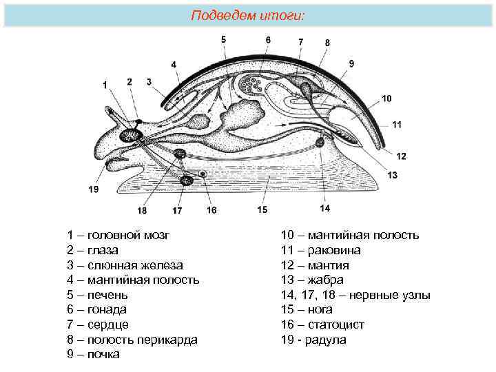 Подведем итоги: 1 – головной мозг 2 – глаза 3 – слюнная железа 4