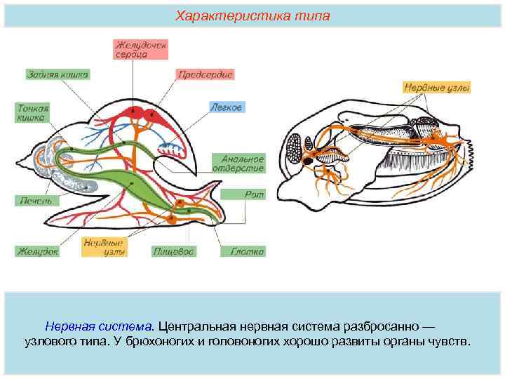Характеристика типа Нервная система. Центральная нервная система разбросанно — узлового типа. У брюхоногих и
