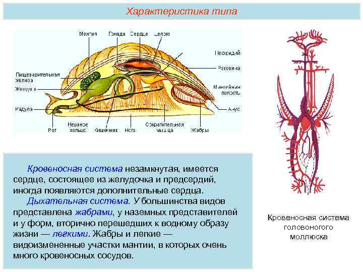 Нервная система головоногих