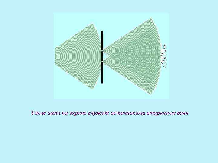 Узкие щели на экране служат источниками вторичных волн 