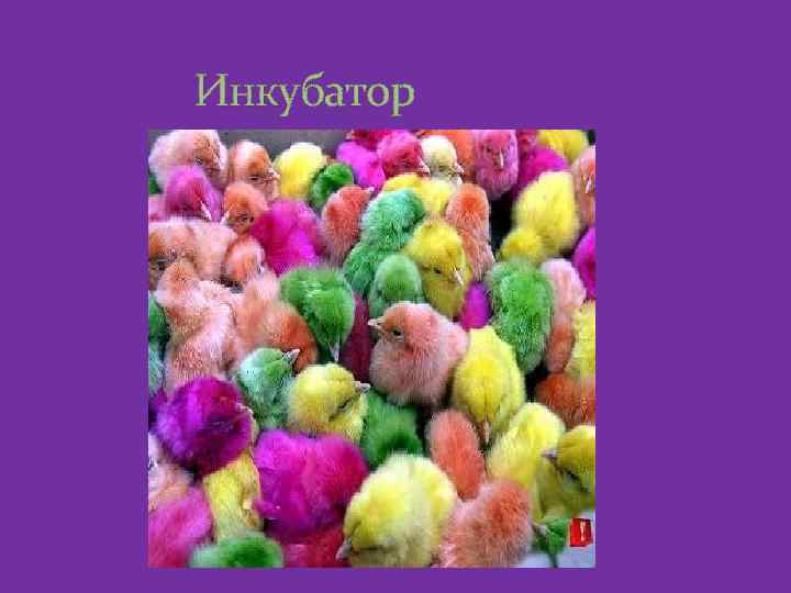 Инкубатор 