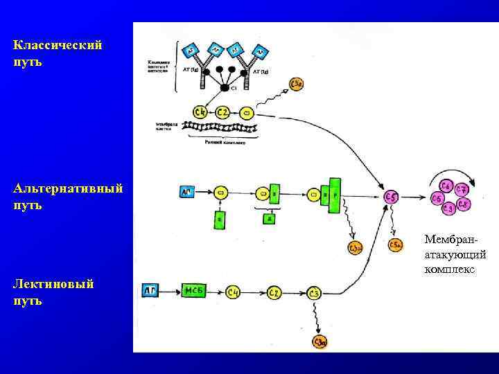 Классический путь Альтернативный путь Мембранатакующий комплекс Лектиновый путь 