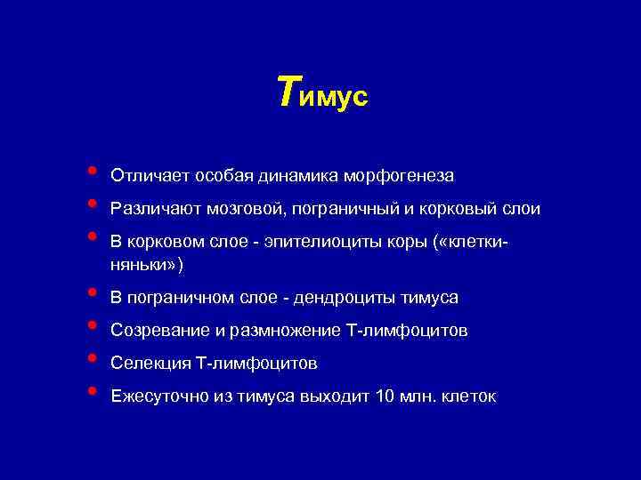 Тимус • • Отличает особая динамика морфогенеза Различают мозговой, пограничный и корковый слои В