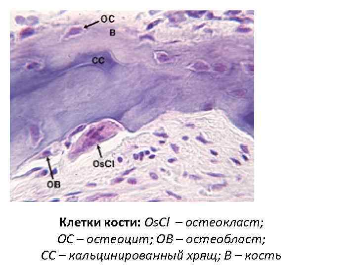 Клетки кости: Os. Cl – остеокласт; OC – остеоцит; OB – остеобласт; CC –