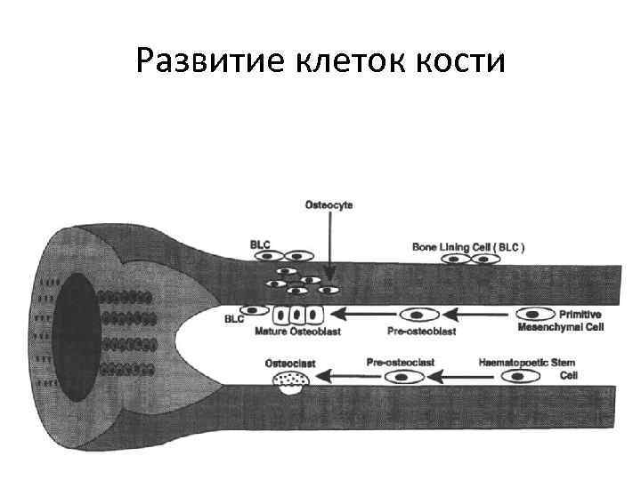 Развитие клеток кости 