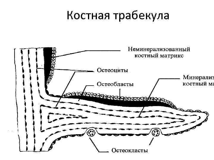 Костная трабекула 