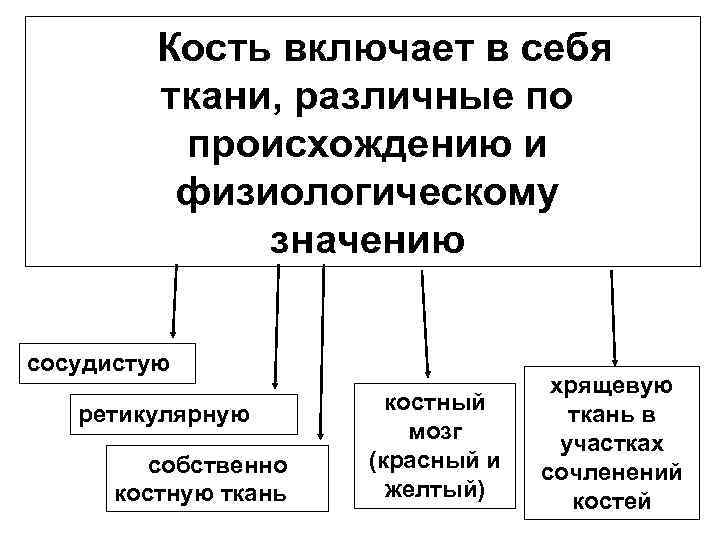 Кость включает в себя ткани, различные по происхождению и физиологическому значению сосудистую ретикулярную собственно