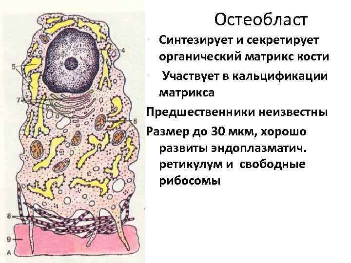 Остеобласт • Синтезирует и секретирует органический матрикс кости • Участвует в кальцификации матрикса Предшественники