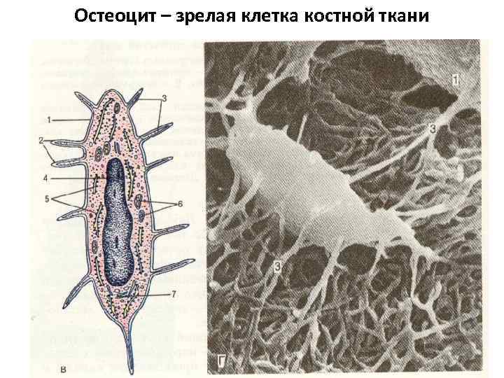 Остеоцит – зрелая клетка костной ткани 