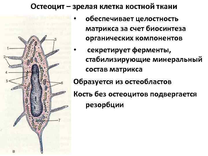 Остеоцит – зрелая клетка костной ткани • обеспечивает целостность матрикса за счет биосинтеза органических