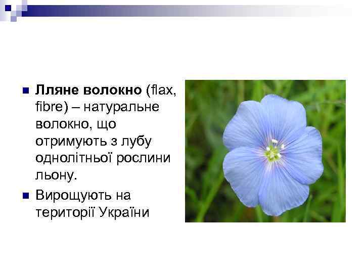 n n Лляне волокно (flax, fibre) – натуральне волокно, що отримують з лубу однолітньої